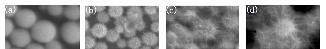 합성 온도에 따른 수열합성법에 따라 합성된 성게모양 텅스텐 산화물의 SEM 사진. (a)170 ℃, (b)200 ℃, (c)220 ℃, (d)240 ℃