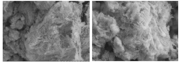 수열합성법으로 합성된 텅스텐 산화물 나노와이어 SEM 사진