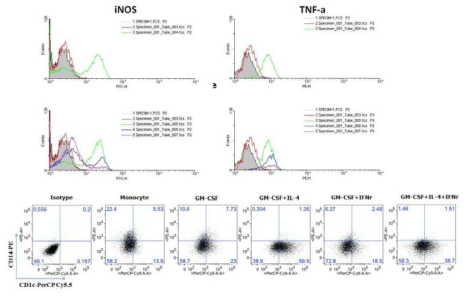 인간 말초혈액 단핵구 염증성 수지상세포 분화에서 GM-CSF 및 사이토카인의 역할