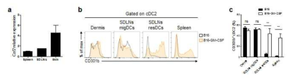 GM-CSF 과발현에 의한 생체 내 CD301b+ 수지상세포 분화