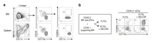 pre-cDC에서 CD301b+ 수지상세포 분화에 있어 GM-CSF의 역할