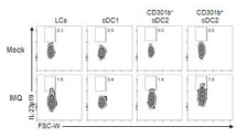 진피 CD301b+ 수지상세포에서 건선염증시 생성되는 IL-23