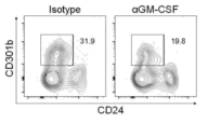 GM-CSF의 CD301b+ 진피 수지상세포 항상성 역할