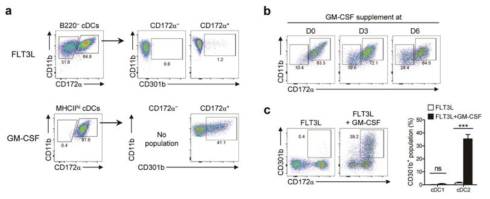 In vitro MGL2+ 수지상세포 분화에서 GM-CSF가 추가적으로 관여함