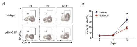 In vivo MGL2+ 수지상세포 repopulation 과정에서 GM-CSF가 억제될 경우 세포 repopulation이 감소함