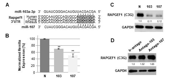 miR-103/107과 Rap1GEF 전령RNA의 가능한 상보적 결합부위(A). 발광효소분석법을 통한 miR-103/107과 Rap1GEF 전령RNA의 직접적인 결합 관찰(B). miR-103/107의 유사체(C)와 안티센스 올리고뉴클레오타이드(D)처리 후 western blot을 통한 Rap1GEF단백질의 발현 관찰
