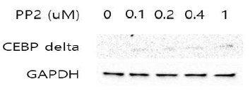 hTCEpi세포에서 PP2처리 후 western blot을 통해 CEBP delta발현변화를 관찰