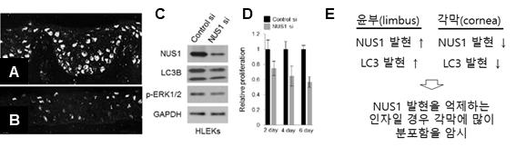 NUS1의 자가 식작용과 세포증식에 미치는 효과. (a와 b) NUS1의 인체 안구 윤부(a)와 각막(b)부위에서의 발현양상. (c) NUS1의 넉다운(knockdown)에 의한 LC3B와 p-ERK1/2의 발현 감소. (d) NUS1의 넉다운에 의한 세포성장의 감소. HLEKs: 인체 윤부세포의 초대배양 세포