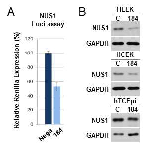 miR-184에 의한 NUS1의 직접적인 발현조절. (A) NUS1의 3‘UTR을 포함한 psiCHECK-2벡터와 miR-184유사체를 세포내에 동시에 transfection한 후 Renilla의 상대적인 발현을 분석. (B) miR-184유사체를 초대배양 인체 윤부(HLEKs)및 각막세포(HCEKs) 그리고 각막 세포주(hTCEpi)에 과발현(50 nM농도) 48시간 후 단백질을 분리하여 western blot실험을 수행