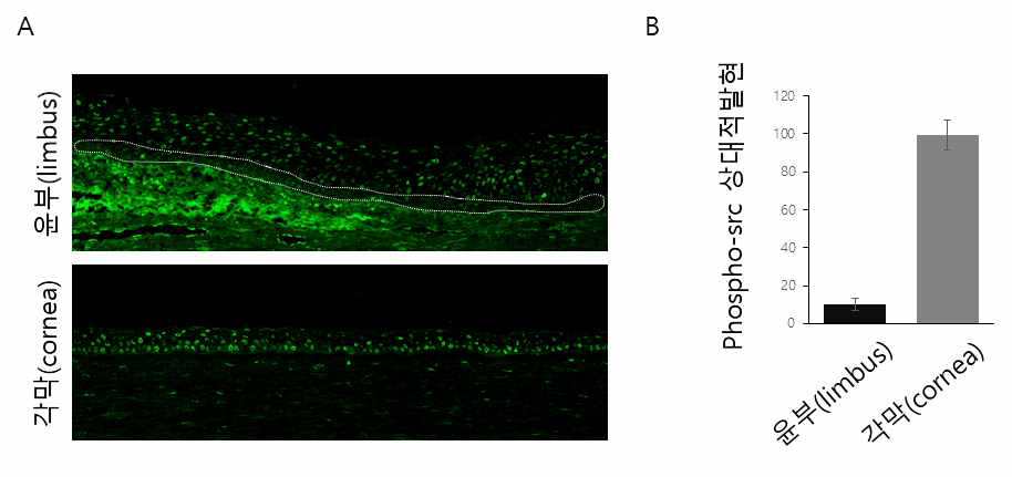 윤부와 각막에서의 phospho-src발현 관찰분석. (A) 인체 안구조직을 이용한 phospho-src발현을 면역염색을 통해 관찰. 윤부에서 흰색 점선부위는 줄기세포가 풍부한 윤부기저층 세포를 나타냄. (B) Line scanning방법을 통한 phospho-Src의 상대적 발현 분석