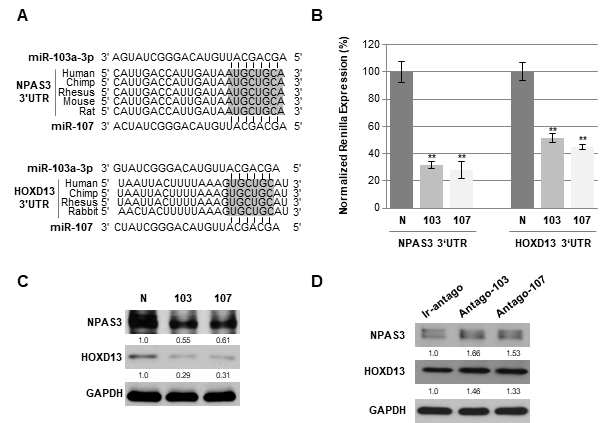 miR-103/107에 의한 NPAS3와 HOXD13의 직접적인 조절. (A) miR-103/107과 NPAS3 3’UTR 그리고 HOXD13 3’UTR과의 결합예측 모식도. (B) NPAS3와 HOXD13의 3‘UTR을 포함한 psiCHECK-2벡터와 miR-103/107유사체를 세포내에 동시에 transfection한 후 Renilla의 상대적인 발현을 분석. (C와 D) 초대배양 인체 윤부(HLEKs)세포에서 miR-103/107유사체와 miR-103/107를 antisense oligonucleotide를 이용하여 과발현 및 knockdown하고 (50 nM농도), 48시간 후 단백질을 분리하여 western blot실험을 수행. NPAS3와 HOXD13의 상대적 발현을 관찰함
