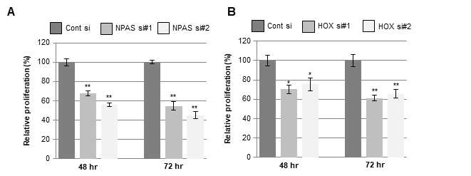 NPAS3와 HOXD13의 윤부줄기세포 proliferative capacity에 미치는 영향 관찰. 초대배양 인체 윤부(HLEKs)세포를 이용하여 NPAS3(A)와 HOXD13(B)의 knockdown후 세포성장에 미치는 영향을 48시간과 72시간 후 WST-1 assay를 이용하여 분석