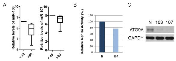 miR-103과 miR-107의 발현 및 miR-103/107 의한 Atg9A의 발현조절. (A) 인체 안구 각막에서 분리한 total RNA를 이용한 miR-103과 miR-107의 발현 관찰. (B) Atg9A의 3‘UTR을 포함한 psiCHECK-2벡터와 miR-107유사체를 이용한 발광단백질 분석. (C) 각막 세포주(hTCEpi)에 miR-103과 miR-107을 과발현(50 nM농도)한 후 단백질을 분리하여 western blot실험을 수행