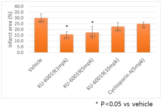 Ku-60019 농도에 따른 심근괴사(infarct area) 비율