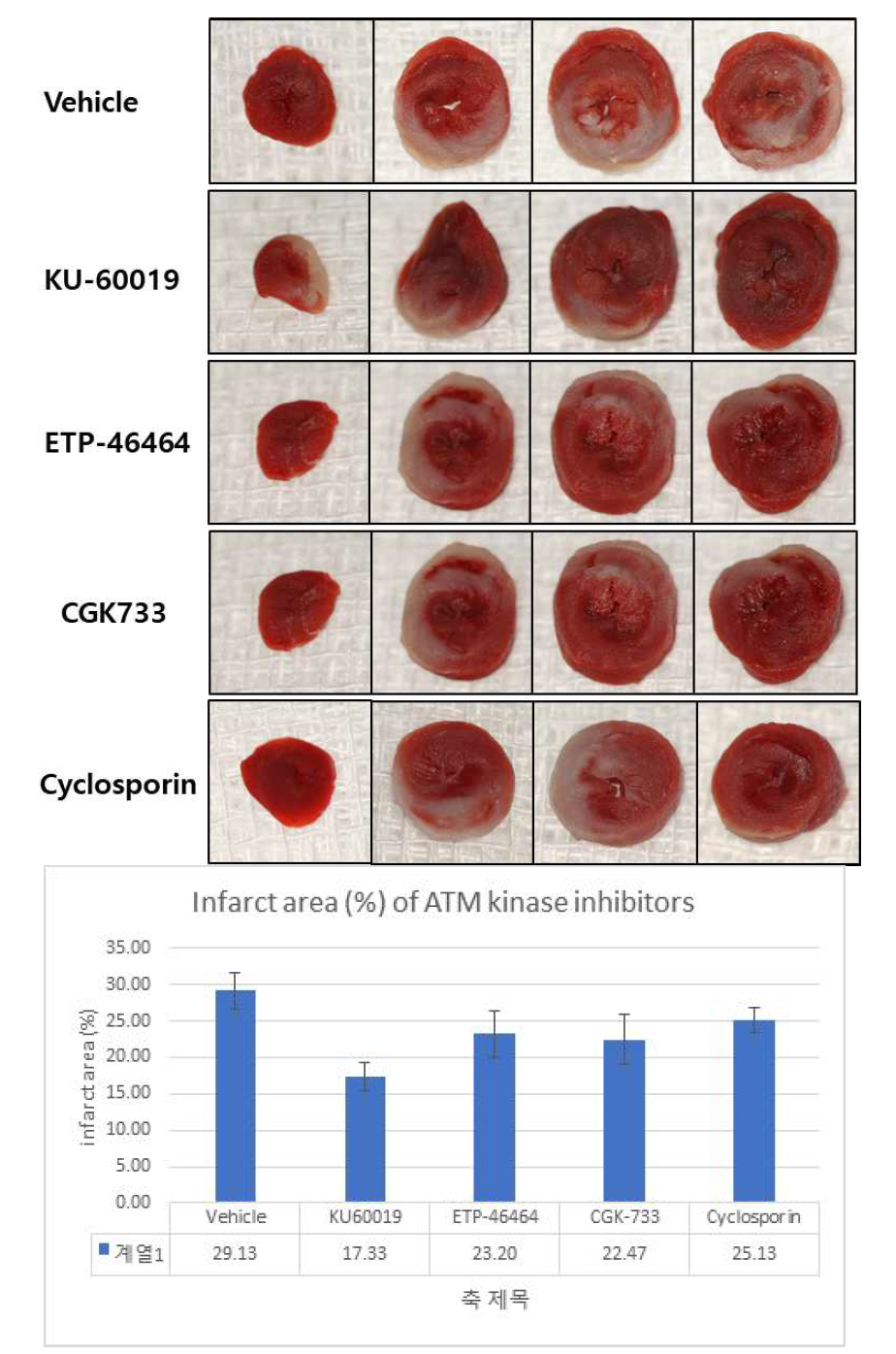 3종의 ATM kinase와 cyclosporine 약효 비교 평가