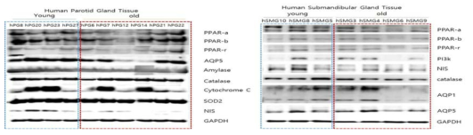 The expressions of PPAR pathway related molecules on human salivary gland tissue with age