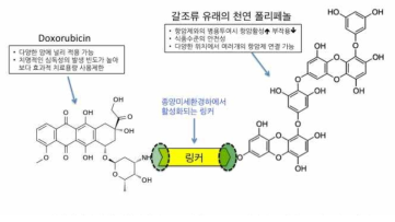 본 연구의 최종 목표 전구의약의 개념도