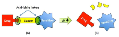 Sensitizer-Drug Candidate (SDC) prodrug 작동 개념도 (A) 혈관에 SDC 주입 후, 정상적 체액 (pH 7.4) 순환 과정에서는 SDC prodrug이 분해되지 않고 그대로 존재. (B) SDC 가 종양미세환경 (pH ~6.5)에 도착하면 acid-labile linker 가 분해되어 활성화된 항암제와 sensitizer를 동시에 내어 놓는다
