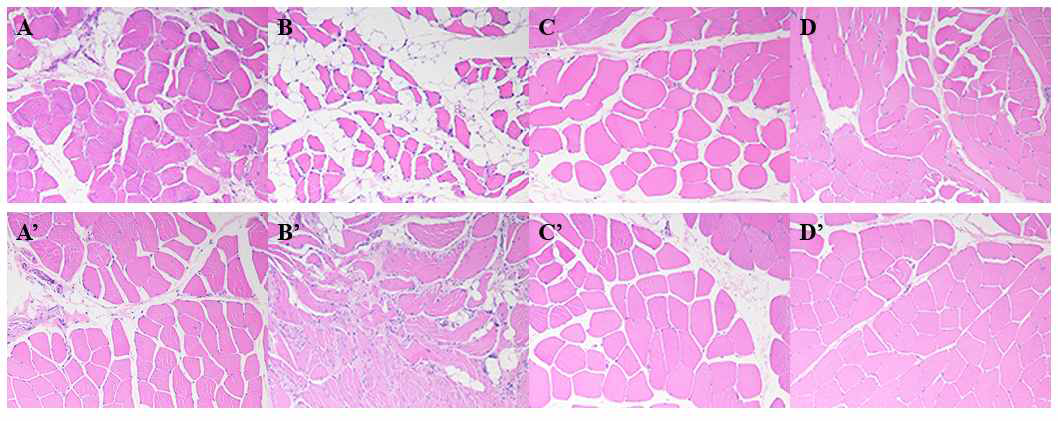 H&E 염색의 40배율에서 관찰해볼 때, 봉합 후 4주째(A, B, C, D)와 12주째(A’, B’, C’, D’) 회전근 개 근육의 단면적을 보면 Group D가 가장 크며, 그 뒤를 Group C, A, B 순으로 따랐다
