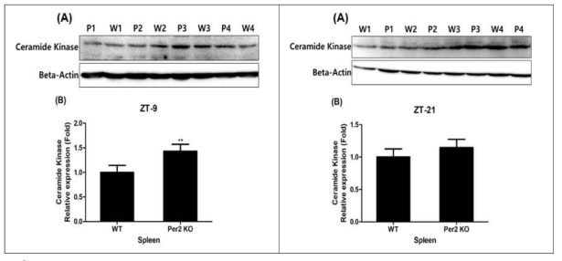 Expression of ceramide kinase protein from the spleen in wild-type and mPer2 knockout mice at ZT-9 and ZT-21
