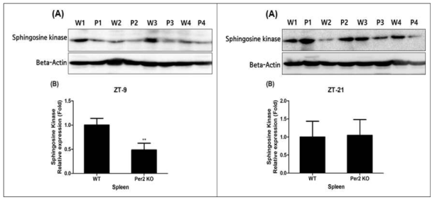 Expression of sphingosine kinase protein from the spleen in wild-type and mPer2 knockout mice at ZT-9 and ZT-21