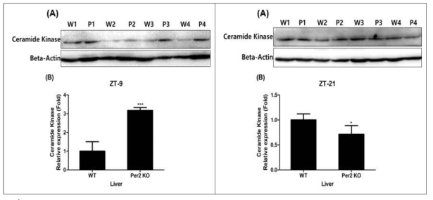Expression of ceramide kinase protein from the liver in wild-type and mPer2 knockout mice at ZT-9 and ZT-21