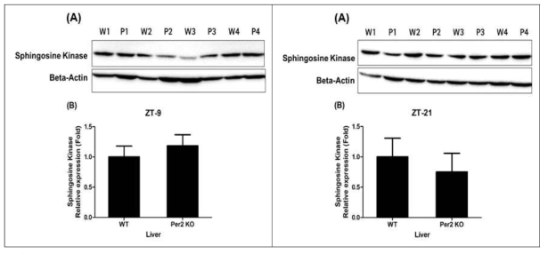 Expression of sphingosine kinase protein from the liver in wild-type and mPer2 knockout mice at ZT-9 and ZT-21