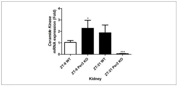 Expression of ceramide kinase mRNA from the kidney in wild-type and mPer2 knockout mice
