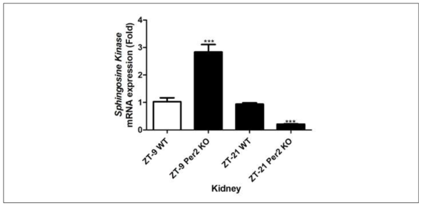 Expression of sphingosine kinase mRNA from the kidney in wild-type and mPer2 knockout mice