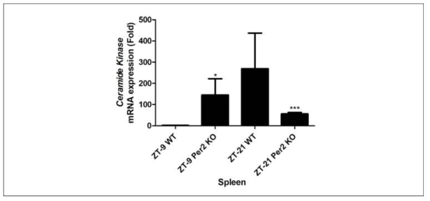 Expression of ceramide kinase mRNA from the spleen in wild-type and mPer2 knockout mice