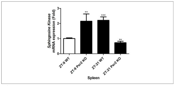Expression of sphingosine kinase mRNA from the spleen in wild-type and mPer2 knockout mice