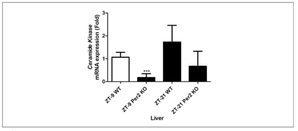 Expression of ceramide kinase mRNA from the liver in wild-type and mPer2 knockout mice