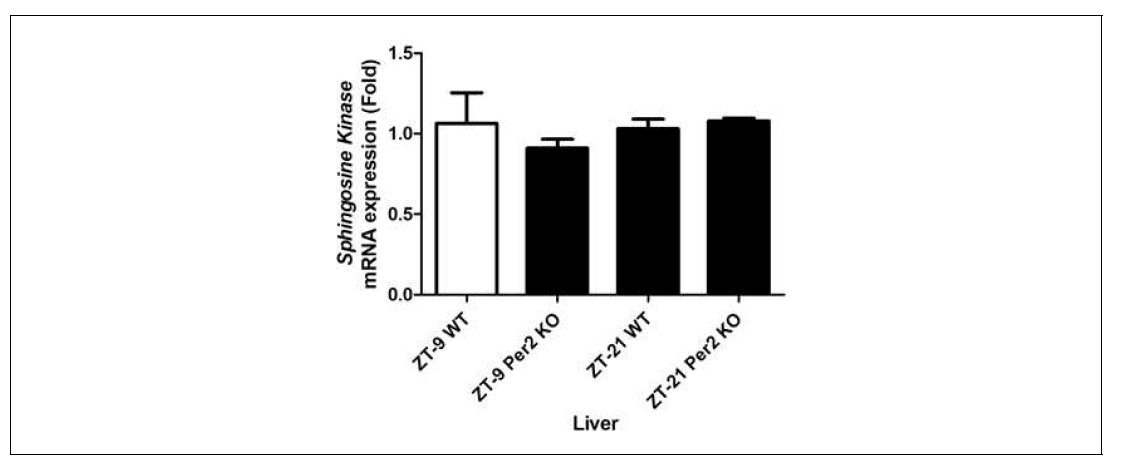Expression of sphingosine kinase mRNA from the liver in wild-type and mPer2 knockout mice