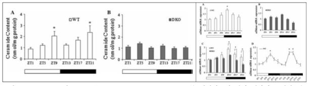 Wild-type 과 mPer1/mPer2 double Knockout mice의 생체리듬에 있어 세라미드 정량 비교 및 세라미드 합성효소 2 mRNA 발현 변화 비교 (사전 연구 발표: Jang., et al., 2012)