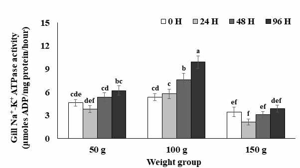 스틸헤드연어 96시간 seawater challenge 후 아가미 Na+/K+ ATPase activity 분석결과