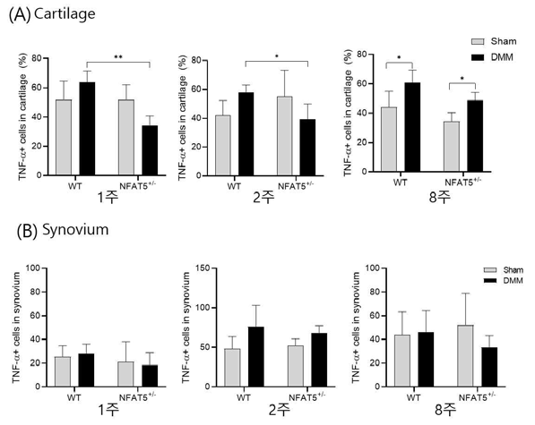 DMM 유도 후 1주, 2주, 8주에 WT 마우스와 NFAT5+/- 마우스의 무릎 내 (A)연골과 (B)활막에서 면역조직화학염색을 통해 분석한 TNF-α의 발현양. n=6/group. * P <0.05; *** P <0.001 (unpublished data)