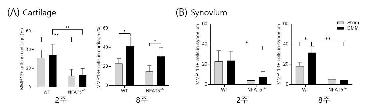 DMM 유도 후 2주, 8주에 WT 마우스와 NFAT5+/- 마우스의 무릎 내 (A)연골과 (B)활막에서 면역조직화학염색을 통해 분석한 MMP-13의 발현양. n=6/group. * P <0.05, **P <0.01 (unpublished data)