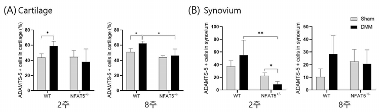 DMM 유도 후 2주, 8주에 WT 마우스와 NFAT5+/- 마우스의 무릎 내 (A)연골과 (B)활막에서 면역조직화학염색을 통해 분석한 ADAMTS-5의 발현양. n=6/group. * P <0.05, ** P <0.01 (unpublished data)