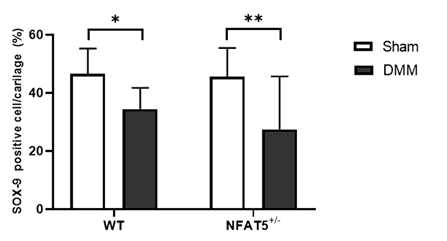 DMM 유도 후 8주에 WT 마우스와 NFAT5+/- 마우스의 무릎 내 연골조직에서 면역조직 화학염색을 통해 분석한 SOX-9의 발현양 n=6/group. * p< 0.05, ** p< 0.01 (unpublished data)