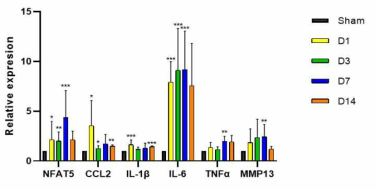 DMM 유도 후 1일, 3일, 7일, 14일에 WT 마우스의 무릎관절 전체로부터 RNA를 추출하여 PCR을 이용해 분석한 Sham을 기준으로 한 NFAT5, CCL2, IL-1β, IL-6, TNF-α, MMP-13 mRNA의 상대적 발현양. n=3~4/group. * p< 0.05, ** p< 0.01, *** p< 0.001 (unpublished data)