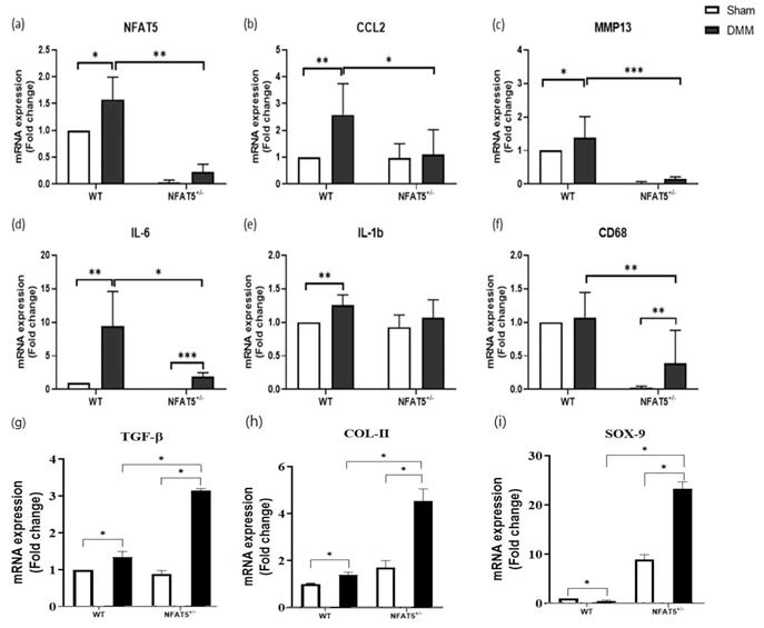 DMM 유도 후 1일에 WT 마우스와 NFAT5+/- 마우스의 무릎관절 전체로부터 RNA를 추출하여 PCR을 이용해 분석한 (a) NFAT5, (b) CCL2, (c) MMP13, (d) IL-6, (e) IL-1β, (f) CD68, (g) TGF-β, (h) Col-II, (i) SOX-9의 mRNA 발현양 (n=3/group). * p< 0.05, ** p< 0.01, *** p< 0.001. (unpublished data)
