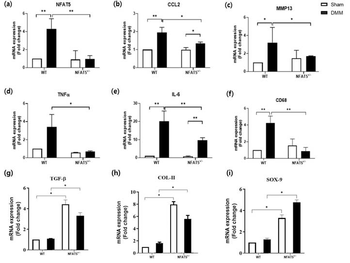 DMM 유도 후 7일에 WT 마우스와 NFAT5+/- 마우스의 무릎관절 전체로부터 RNA를 추출하여 Real-time PCR을 이용해 분석한 (a) NFAT5, (b) CCL2, (c) MMP13, (d) TNF-α, (e) IL-6, (f) CD68, (g) TGF-β, (h) Col-II, (i) SOX-9의 mRNA 발현양 (n=3/group). * p< 0.05, ** p< 0.01, *** p< 0.001. (unpublished data)