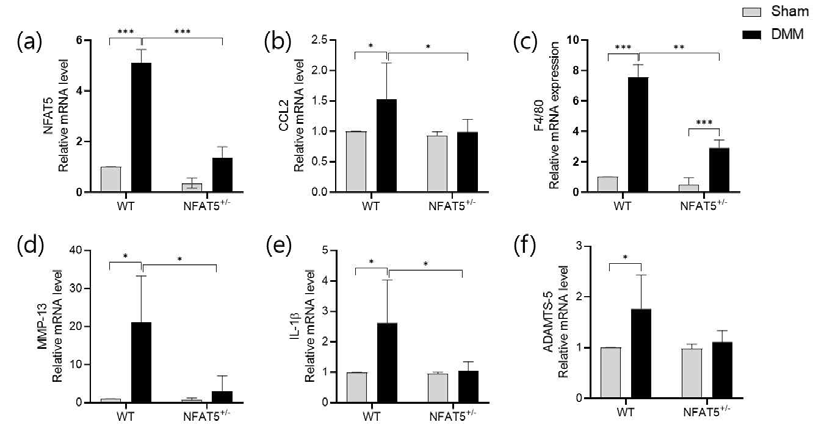 DMM 유도 후 14일에 WT 마우스와 NFAT5+/- 마우스의 무릎관절 전체로부터 RNA를 추출하여 Real-time PCR을 이용해 분석한 (a) NFAT5, (b) CCL2, (c) F4/80, (d) MMP-13, (e) IL-1β, (f) ADAMTS-5의 mRNA 발현양 (n=3/group). * p< 0.05, ** p< 0.01, *** p< 0.001. (unpublished data)