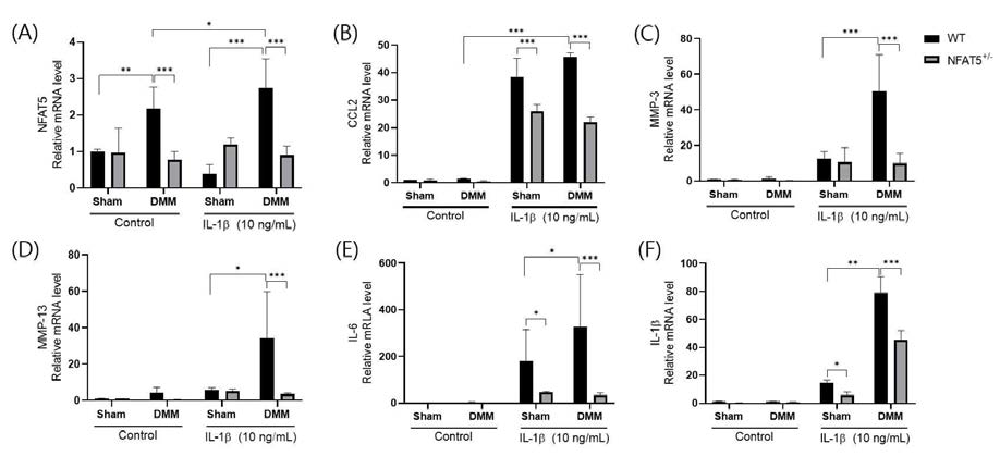 WT 마우스와 NFAT5+/- 마우스에 DMM 유도 후 12주 후에 활막섬유모세포를 분리배양하여 4시간동안 IL-1β로 자극 한 후에 세포로부터 mRNA를 얻어서 Real-time-PCR을 시행해 분석한 (a) NFAT5, (b) CCL2, (c) MMP-3, (d) MMP-13 (e) IL-6, (f) IL-1β의 mRNA 상대 정량 (n=4). * p< 0.05, ** p< 0.01, *** p< 0.001. (unpublished data)