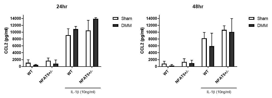WT 마우스와 NFAT5+/- 마우스에 DMM 유도 후 12주 후에 각각에서 활막섬유모세포를 분리배양하여 IL-1β로 자극하고 24시간과 48시간후에 시행한 CCL2의 단백질 발현양 (n=4). (unpublished data)