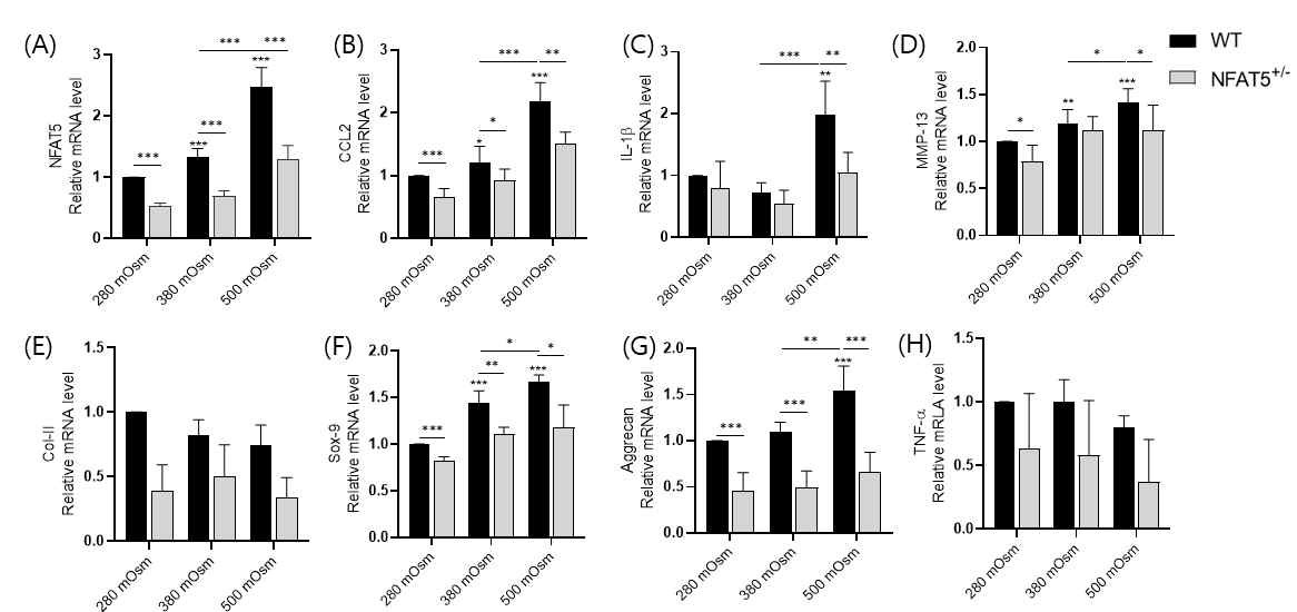 WT 마우스와 NFAT5+/- 마우스의 연골세포를 분리배양하여 4시간동안 고삼투압으로 자극한 후에 세포로부터 mRNA를 얻어서 Real-time-PCR을 시행해 분석한 (A) NFAT5, (B) CCL2, (C) IL-1β, (D) MMP-13, (E) type II collagen, (F) Sox-9, (G) Aggrecan, (H) TNF-a의 mRNA 상대 정량 (n=4). * p< 0.05, ** p< 0.01, *** p< 0.001. (unpublished data)