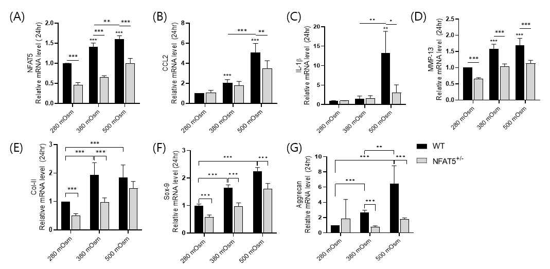 WT 마우스와 NFAT5+/- 마우스의 연골세포를 분리배양하여 24시간동안 고삼투압으로 자극한 후에 세포로부터 mRNA를 얻어서 Real-time-PCR을 시행해 분석한 (A) NFAT5, (B) CCL2, (C) IL-1β, (D) MMP-13, (E) type II collagen, (F) Sox-9, (G) Aggrecan 의 mRNA 상대 정량 (n=4). * p< 0.05, ** p< 0.01, *** p< 0.001. (unpublished data)