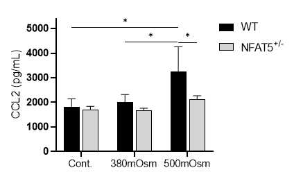 WT 마우스와 NFAT5+/- 마우스의 연골세포를 분리배양하여 고삼투압 자극 하고 24시간후에 측정한 CCL2의 단백질 발현양 (n=3). * p< 0.05. (unpublished data)