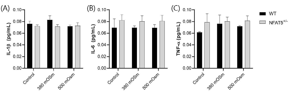 WT 마우스와 NFAT5+/- 마우스의 연골세포를 분리배양하여 고삼투압 자극 24시간 후에 ELISA로 측정한 (A) IL-1β, (B) IL-6, (C) TNF-α의 단백질 발현양 (n=3). (unpublished data)