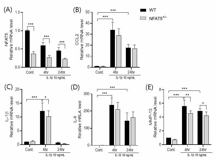 WT 마우스와 NFAT5+/- 마우스의 연골세포를 분리배양하여 4시간, 24시간동안 IL-1β (10 ng/mL)로 자극한 후에 세포로부터 mRNA를 얻어서 Real-time-PCR을 시행해 분석한 (A) NFAT5, (B) CCL2, (C) IL-1β, (D) IL-6, (E) MMP-13의 mRNA 상대 정량 (n=3). * p< 0.05, ** p< 0.01, *** p< 0.001. (unpublished data)